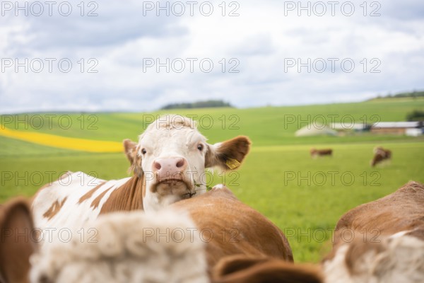 Herd of cows on green pasture under cloudy sky. Rural, peaceful atmosphere