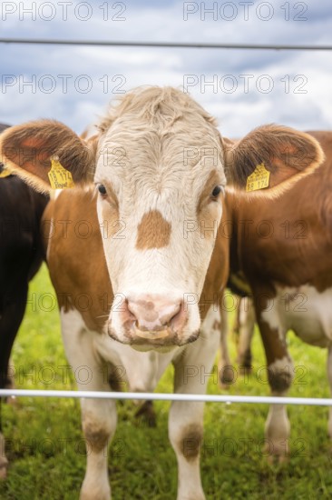 A brown cow with white markings behind a fence, quiet rural atmosphere