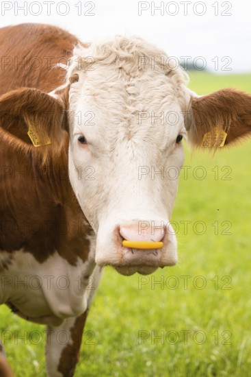Close-up of a cow in a green field with yellow ear tags
