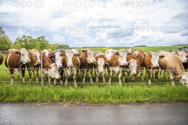 Herd of cows stands behind a fence on a green field, cloudy sky. Peaceful rural area