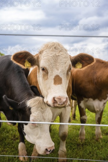 Two cows behind a fence, one black and white, one brown. Relaxed rural scene