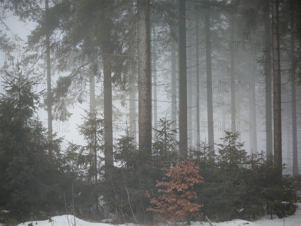 Snow-covered, misty forest with small shrubs and spruces (picea), mystical, peaceful atmosphere, Rennsteig, Thuringia nature park Park