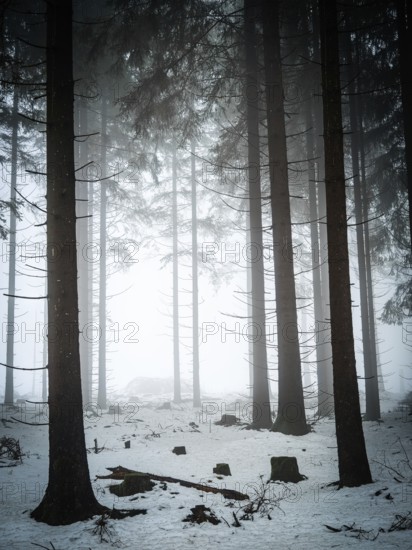 High tree roof in snow-covered, foggy forest, mystical, quiet atmosphere, Rennsteig, Thuringia nature park Park