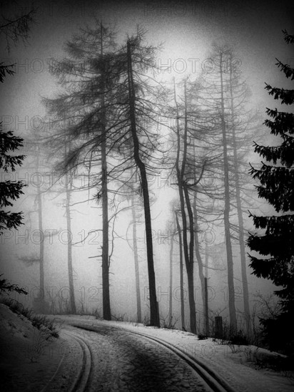 Black and white photo of a foggy forest path with tall, bare trees in vintage style, Rennsteig, Thuringia nature park Park