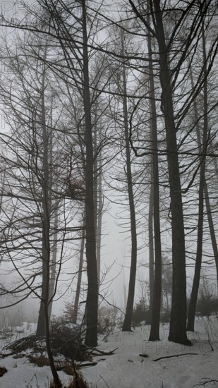 A foggy winter forest with tall trees and a quiet, mysterious atmosphere, mystical, quiet atmosphere, Rennsteig, Thuringia nature park Park