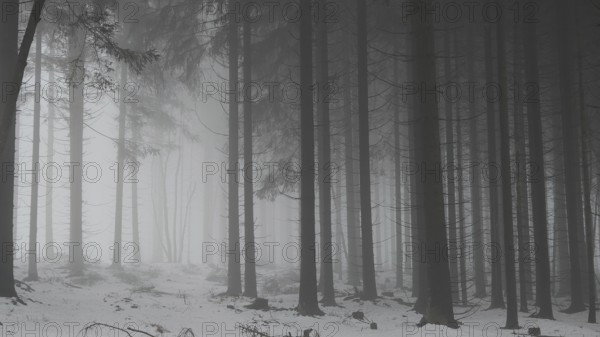 Dense forest with foggy atmosphere and snow-covered ground, mystical, quiet atmosphere, Rennsteig, Thuringia nature park Park
