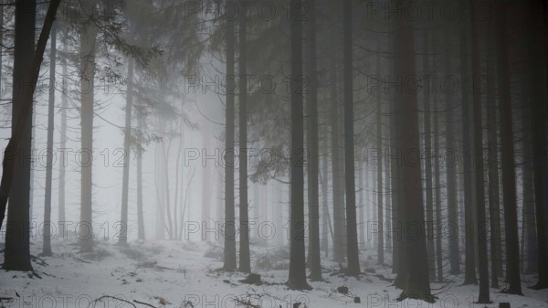 Snowy forest with tall, dark trees in fog, mystical, quiet atmosphere, Rennsteig, Thuringia nature park Park