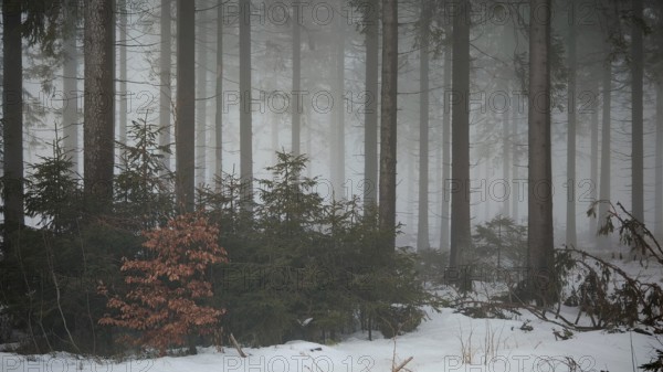 Small shrubs in a snow-covered, foggy forest, mystical, quiet atmosphere, Rennsteig, Thuringia nature park Park
