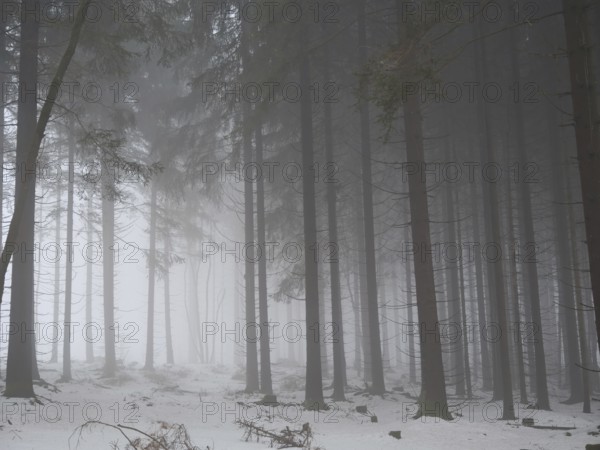 Dense, foggy forest with snow-covered ground, mystical, quiet atmosphere, Rennsteig, Thuringia nature park Park