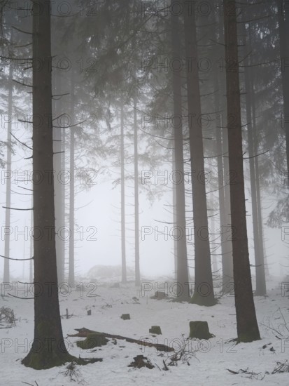 Snowy forest with foggy, towering trees, mystical, quiet atmosphere, Rennsteig, Thuringia nature park Park