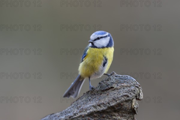 Blue tit (Cyanistes caeruleus) at the feeding place in winter, Germany