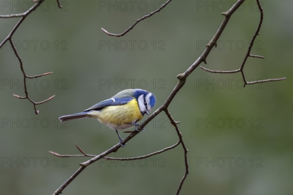 On closer inspection, the blue tit (Cyanistes caeruleus) is a colourful bird, Germany