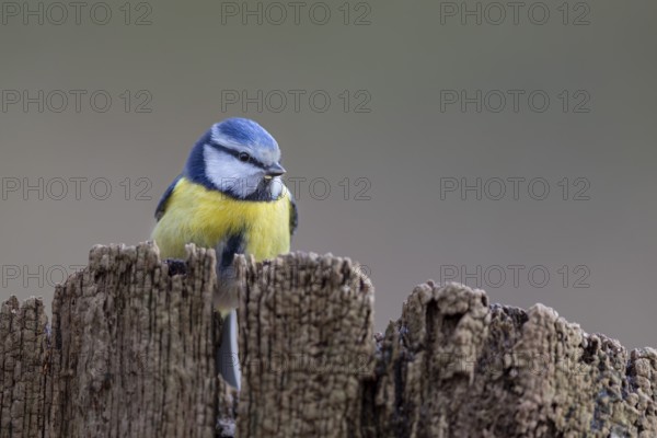 Although the blue tit (Cyanistes caeruleus) is a frequent visitor to the feeding site, in the end only a few photos were taken, Germany