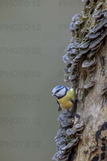 A blue tit (Cyanistes caeruleus) inspecting the branch of a beech tree, covered with butterfly stalks, tree fungus, Germany