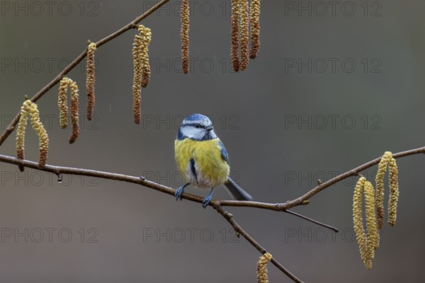 Blue tit (Cyanistes caeruleus) on the branch of a hazelnut, framed, kitten, Germany