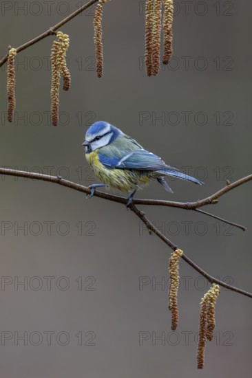 Blue tit (Cyanistes caeruleus) on the branch of a hazelnut, framed, kitten, Germany