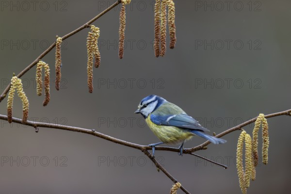 A blue tit (Cyanistes caeruleus) waiting impatiently at the feeding place, hazelnut, framed, kitten, Germany