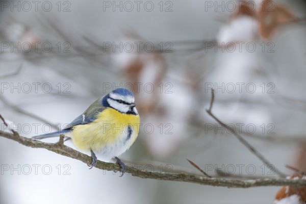 Despite many approaches to the feeding site, only very few pictures of the blue tit (Cyanistes caeruleus) succeed, winter, snow, cold, frost, Germany