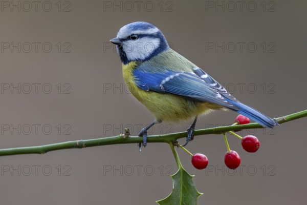 Blue tit (Cyanistes caeruleus) on the branch of a holly tree, Germany