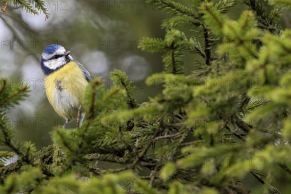 A blue tit (Cyanistes caeruleus) searches for food between the spruce branches, cheeky, sweet, cute, Denmark