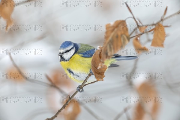 Blue tit (Cyanistes caeruleus) after heavy snowfall on the branches of a beech tree, winter, snow, cold, frost, Germany