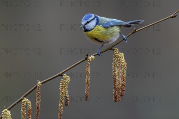 A blue tit (Cyanistes caeruleus) has made a short stopover, soon it will continue to the feeding site, hazelnut, kitten, Germany