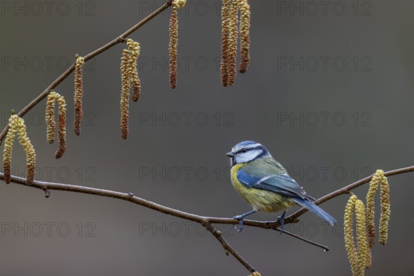 When choosing where to sit at the feeding site, a photographer should look for attractive alternatives, even if it takes time, the blue tit (Cyanistes caeruleus) is framed effectively by the hazelnut catkins, hazelnut, framed, catkin, Germany
