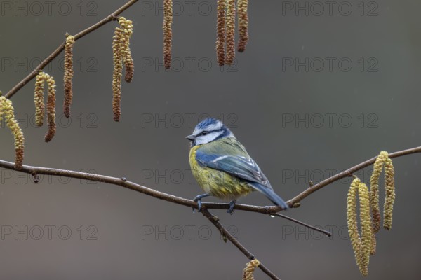 Blue tit (Cyanistes caeruleus) on a hazelnut branch with male catkins, framed, Germany
