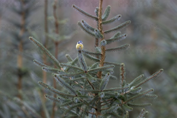 The branch of a Norway spruce serves as a perch for the blue tit (Cyanistes caeruleus), minimalist, Germany