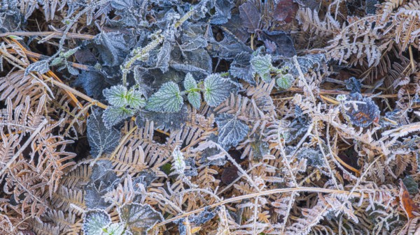 View of frozen bracken fern (Pteridium aquilinum) and stinging nettles (Urtica), Wehden, Cuxhaven, Lower Saxony, Germany