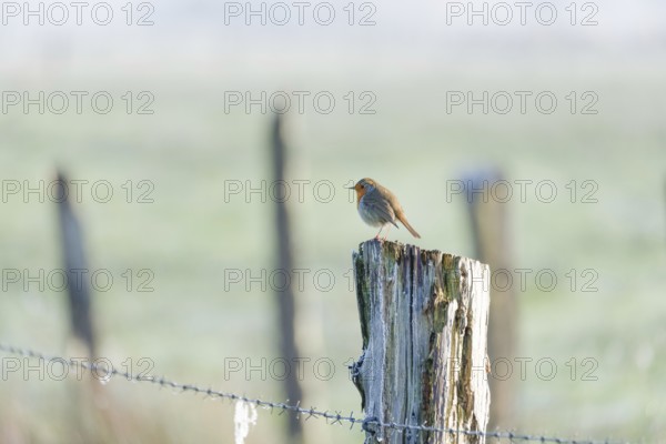 A robin (Erithacus rubecula) sitting on a peg of a pasture fence in winter, Wehden, Cuxhaven, Lower Saxony, Germany