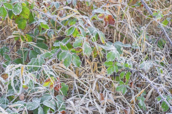 View of frozen leaves of a blackberry (Rubus sect. Rubus), Wehden, Cuxhaven, Lower Saxony, Germany