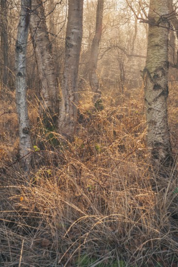View of a moist dense bike forest in the morning, Wehden, Cuxhaven, Lower Saxony, Germany