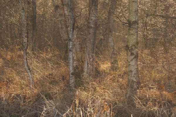 View of a moist dense bike forest in the morning, Wehden, Cuxhaven, Lower Saxony, Germany