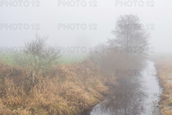 View along a ditch covered with trees and shrubs in fog, Wehden, Cuxhaven, Lower Saxony, Germany
