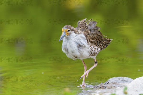 A male ruff (Calidris pugnax) searching for food in shallow water. Northern Poland