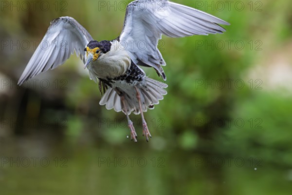 A male ruff (Calidris pugnax) in flight. Northern Poland