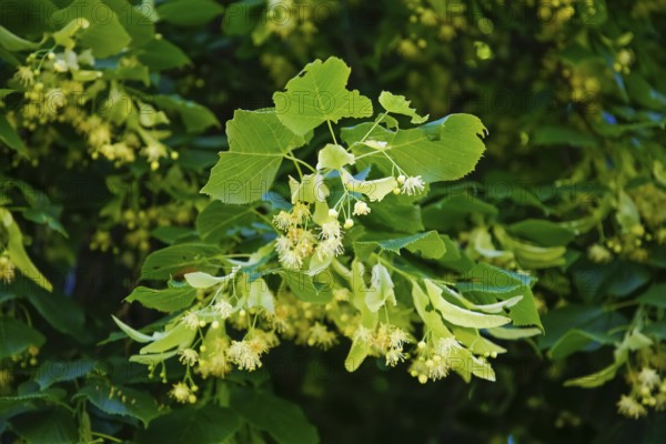 Lime blossoms of the lime tree (Tilia), summer lime tree, medicinal plant, remedy, household remedy, trees, plants of the Swabian Alb, Honau, municipality of Lichtenstein, Baden-Württemberg, Germany