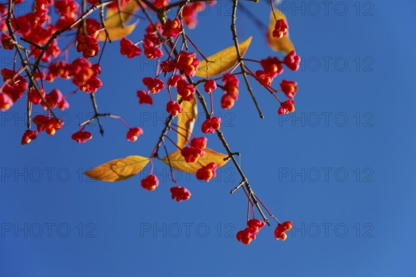 European monkshood (Euonymus europaeus), flowering shrub, red flowers in autumn, blue sky, Großengstingen cemetery, Engstingen municipality, Reutlingen district, Swabian Alb, Baden-Württemberg, Germany