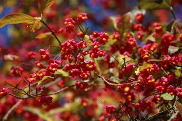 European monkshood (Euonymus europaeus), flowering shrub, red flowers in autumn, Großengstingen cemetery, Engstingen municipality, Reutlingen district, Swabian Alb, Baden-Württemberg, Germany