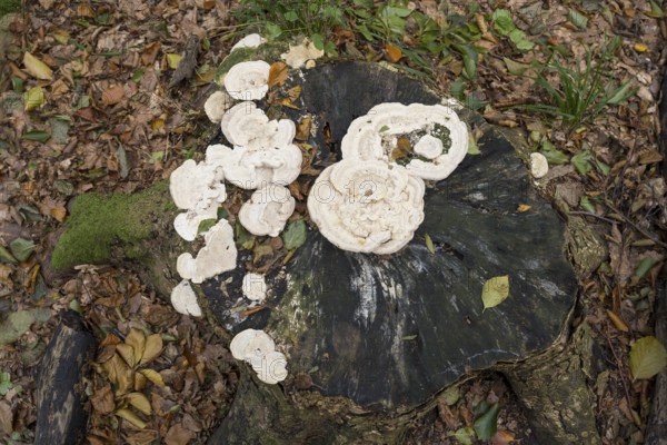 White tree mushrooms on a tree stump, Jasmund National Park, Rügen, Mecklenburg-Western Pomerania, Germany