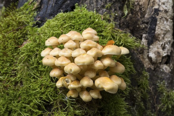 Sulphur head (Hypholoma), tree fungi with moss on a tree trunk, Stubbenkammer, Jasmund National Park, Rügen, Mecklenburg-Western Pomerania, Germany