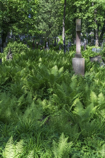 Ferns at Lützenhofer Cemetery Lychakivskiy Cemetery, Lviv, Galicia, Ukraine
