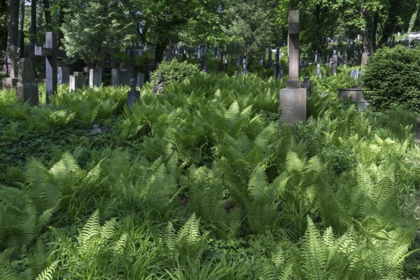 Ferns at Lützenhofer Cemetery Lychakivskiy Cemetery, Lviv, Galicia, Ukraine