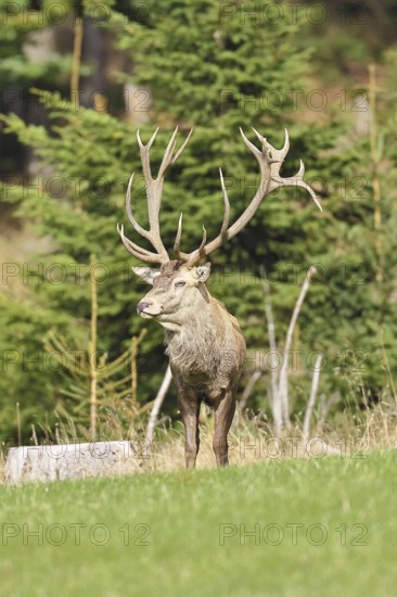 Red deer (Cervus elaphus) during the rutting season, capital stag in a forest clearing, wildlife, autumn, Sauerland, North Rhine-Westphalia, Germany