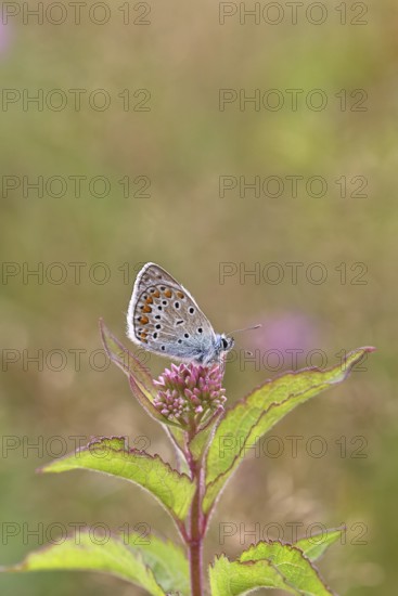 Blue butterfly (Polyommatus icarus), Common blue, female on a flower of Hemp agrimony (Asteraceae) on a forest path, underside of wings, butterfly (butterfly) of the family Lycaenidae, occurring in Europe, North Africa and Asia, Wildlife, Wilnsdorf, North Rhine-Westphalia, Germany
