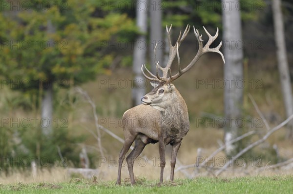Red deer (Cervus elaphus) during the rutting season, capital stag in a forest clearing, wildlife, autumn, Sauerland, North Rhine-Westphalia, Germany