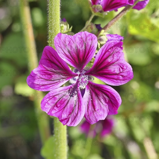 Common mallow (Malva sylvestris), flower in a meadow, medicinal plant, aromatic plant, medicinal use, Wilnsdorf, North Rhine-Westphalia, Germany