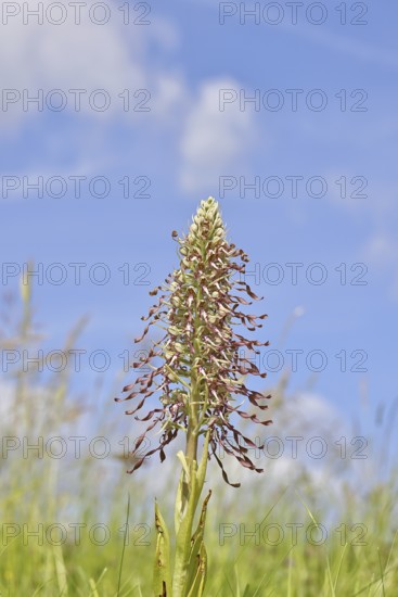 Goat's tongue (Himantoglossum hircinum), inflorescence with open white-purple flowers, in a meadow in front of a blue sky, orchids, orchid, orchid plant, nature photography, Lahnstein, Rhineland-Palatinate, Germany