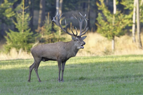 Red deer (Cervus elaphus) during the rutting season, a large stag roaring in a forest clearing, wildlife, autumn, Sauerland, North Rhine-Westphalia, Germany